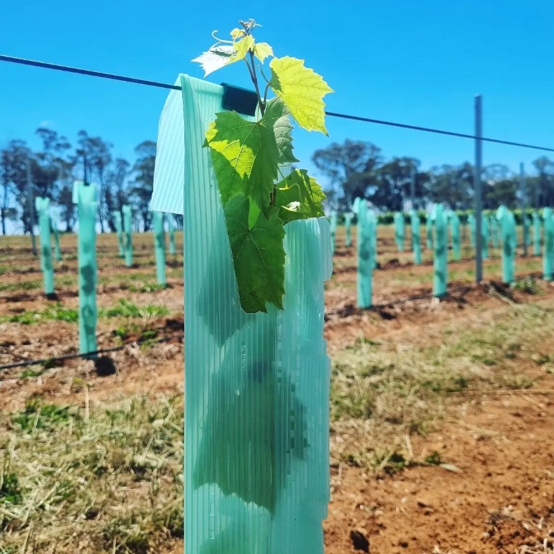 Mantis PP Plastic Tree Guards